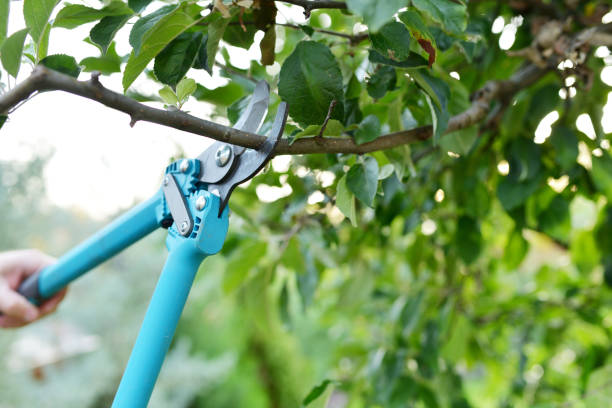 Tree Branch Trimming in Snead, AL